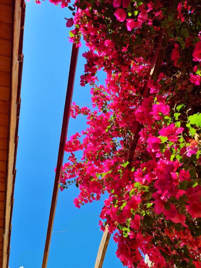 Veinticinco Casa De Huespedes Villa Mendoza Dış mekan fotoğraf